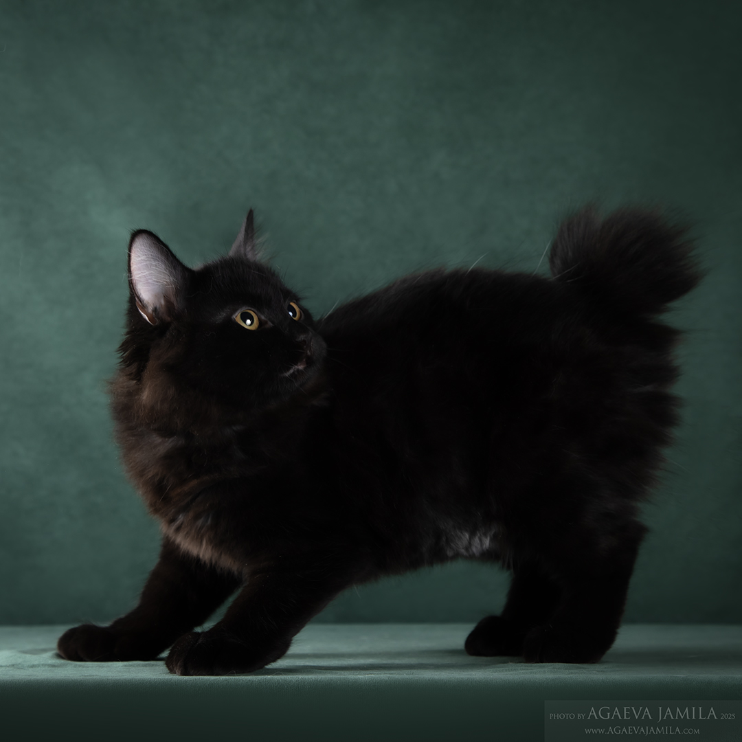 Shaman Vital Engry*RU